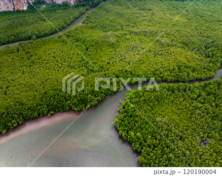 Amazing abundant mangrove forest, Aerial view of forest trees Rainforest ecosystem and healthy environment background, Texture of green trees forest top down, High angle view 120190004