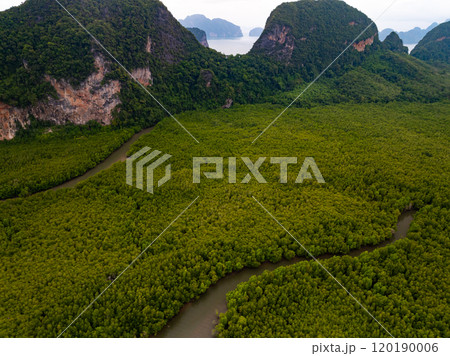 Amazing abundant mangrove forest, Aerial view of forest trees Rainforest ecosystem and healthy environment background, Texture of green trees forest top down, High angle view Amazing abundant mangrove forest, Aerial view of forest trees Rainforest ecosystem and healthy environment background, Texture of green trees forest top down, High angle view 120190006
