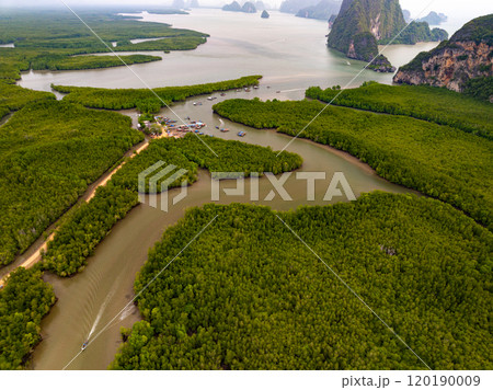 Amazing abundant mangrove forest, Aerial view of forest trees Rainforest ecosystem and healthy environment background, Texture of green trees forest top down, High angle view 120190009