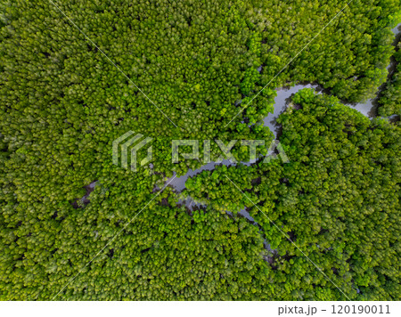 Amazing abundant mangrove forest, Aerial view of forest trees Rainforest ecosystem and healthy environment background, Texture of green trees forest top down, High angle view Amazing abundant mangrove forest, Aerial view of forest trees Rainforest ecosystem and healthy environment background, Texture of green trees forest top down, High angle view 120190011