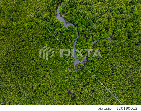 Amazing abundant mangrove forest, Aerial view of forest trees Rainforest ecosystem and healthy environment background, Texture of green trees forest top down, High angle view Amazing abundant mangrove forest, Aerial view of forest trees Rainforest ecosystem and healthy environment background, Texture of green trees forest top down, High angle view 120190012
