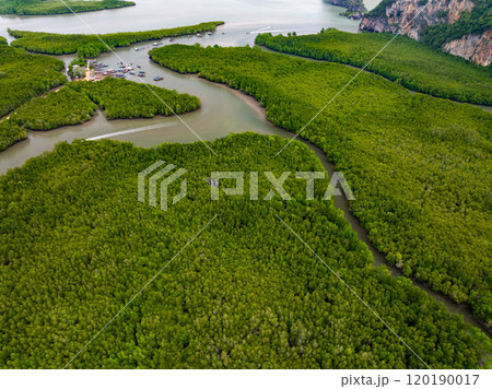 Amazing abundant mangrove forest, Aerial view of forest trees Rainforest ecosystem and healthy environment background, Texture of green trees forest top down, High angle view Amazing abundant mangrove forest, Aerial view of forest trees Rainforest ecosystem and healthy environment background, Texture of green trees forest top down, High angle view 120190017