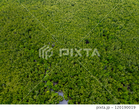 Amazing abundant mangrove forest, Aerial view of forest trees Rainforest ecosystem and healthy environment background, Texture of green trees forest top down, High angle view Amazing abundant mangrove forest, Aerial view of forest trees Rainforest ecosystem and healthy environment background, Texture of green trees forest top down, High angle view 120190019