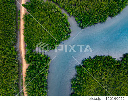Amazing abundant mangrove forest, Aerial view of forest trees Rainforest ecosystem and healthy environment background, Texture of green trees forest top down, High angle view Amazing abundant mangrove forest, Aerial view of forest trees Rainforest ecosystem and healthy environment background, Texture of green trees forest top down, High angle view 120190022