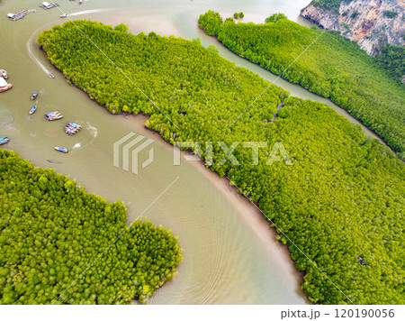 Amazing abundant mangrove forest, Aerial view of forest trees Rainforest ecosystem and healthy environment background, Texture of green trees forest top down, High angle view 120190056