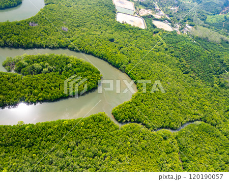 Amazing abundant mangrove forest, Aerial view of forest trees Rainforest ecosystem and healthy environment background, Texture of green trees forest top down, High angle view 120190057