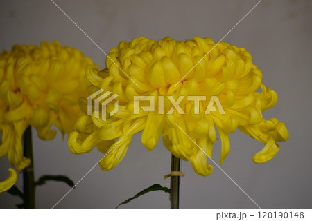 黄色い菊の花 大菊（古典菊）厚物　黄色　菊まつり 120190148