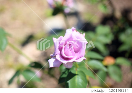 バラの花　ブルーナイル 120190154
