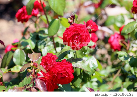 バラの花　ユーロピア―ナ 120190155