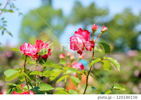 バラの花　ジュビレデュプリンスドゥモナコ 120190156
