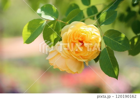 バラの花　グラハムトーマス 120190162