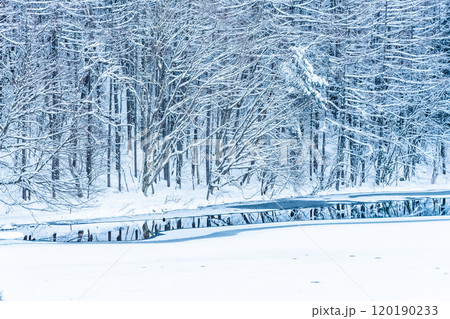 長野　真冬の御射鹿池 120190233