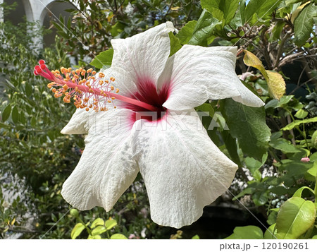 White Hibiscus Flower, closeup (lat.- Hibiscus) White Hibiscus Flower, closeup (lat.- Hibiscus) 120190261