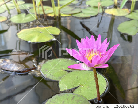 Blooming nymphea closeup (Lat. - nymphaea) Blooming nymphea closeup (Lat. - nymphaea) 120190262