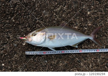 堤防から釣れるカンパチ シオ 間八 勘八 120190294
