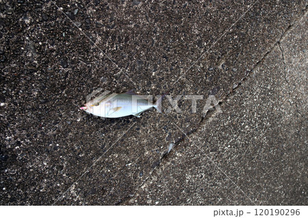 堤防から釣れるカンパチ シオ 間八 勘八 120190296