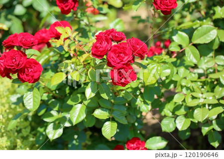 バラの花　ラバグルート 120190646