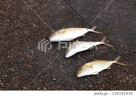 堤防から釣れる釣果釣り カンパチ  シオ 120191430