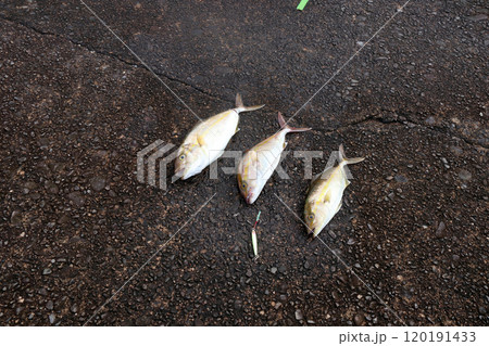 堤防から釣れる釣果釣り カンパチ  シオ 120191433