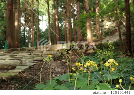 安土城跡の石段と脇に咲くツワブキの黄色い花 120191441