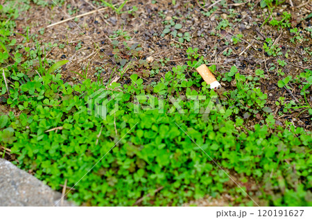 公園内の植生にポイ捨てされたタバコのある風景 120191627