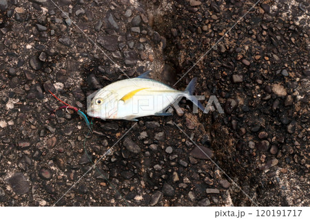 堤防から釣れた魚　メッキアジ  120191717