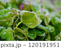 霜の降りた葉 120191951