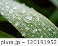 霜の降りた葉 120191952