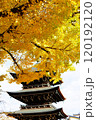 黄葉したイチョウとお寺 120192120