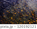 落葉輝く 120192121