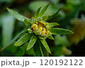 黄色い花 120192122