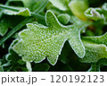 霜が降りた朝の畑 120192123