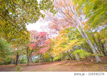 秋の中野もみじ山　清々しい紅葉の観楓台　青森県黒石市 120192170