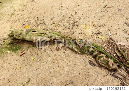 地表に露出した生き物のような形に見える木の根 120192181