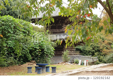 安土城の摠見寺の三重塔と柿の木 120192182