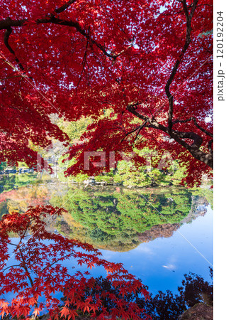 岩手県盛岡中央公民館の紅葉 120192204