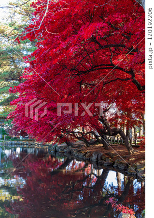 岩手県盛岡中央公民館の紅葉 120192206