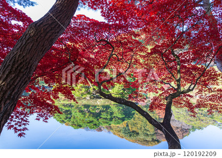 岩手県盛岡中央公民館の紅葉 岩手県盛岡中央公民館の紅葉 120192209