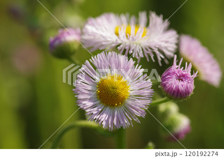 ハルジオンの花 120192274