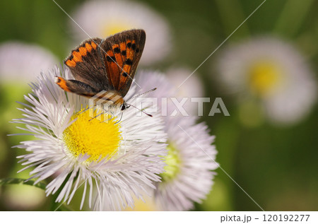 ハルジオンとベニシジミ ハルジオンとベニシジミ 120192277