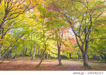 秋の中野もみじ山　清々しい紅葉の観楓台　青森県黒石市 120192317