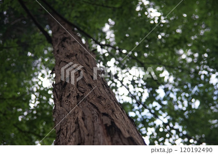 見上げた木 見上げた木 120192490
