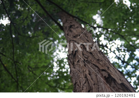 見上げたヒノキの木 120192491