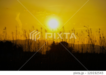 すすき畑と夕暮れ 120192543