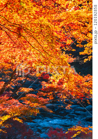 香嵐渓の紅葉 120192858