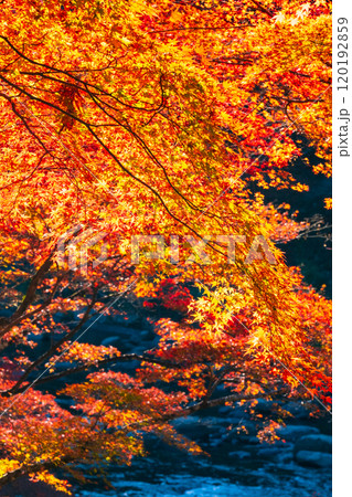 香嵐渓の紅葉 香嵐渓の紅葉 120192859