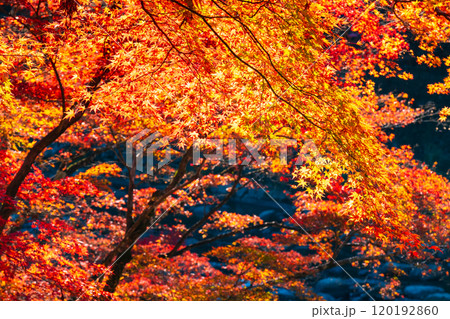 香嵐渓の紅葉 香嵐渓の紅葉 120192860