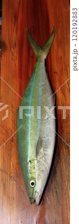 堤防から釣れる釣果釣り シイラマヒマヒ ウマビキ 鱪 鱰 寄魚Coryphaena hippurus 堤防から釣れる釣果釣り シイラマヒマヒ ウマビキ 鱪 鱰 寄魚Coryphaena hippurus 120192883
