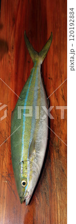 堤防から釣れる釣果釣り シイラマヒマヒ ウマビキ 鱪 鱰 寄魚Coryphaena hippurus 120192884