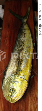 堤防から釣れる釣果釣り シイラマヒマヒ ウマビキ 鱪 鱰 寄魚Coryphaena hippurus 堤防から釣れる釣果釣り シイラマヒマヒ ウマビキ 鱪 鱰 寄魚Coryphaena hippurus 120192885